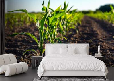 Green corn plants on a field Wall mural