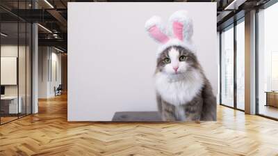 Cute funny gray cat in bunny ears sits on a white background. Cat in suit for easter Wall mural