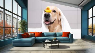 The dog is sitting in a bubble bath with a yellow duckling and soap bubbles. Golden Retriever bathes with bath accessories. Wall mural