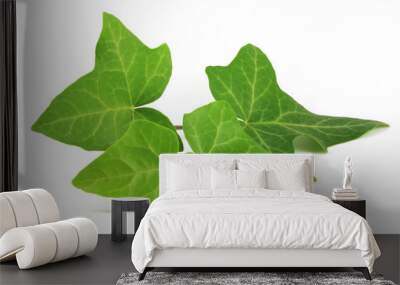 Common ivy (Hedera helix) plant isolated on white. Wall mural