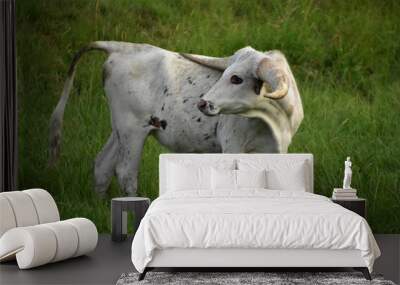 Sweet Longhorn Steer Looking Back Over Shoulder Wall mural