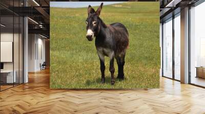 Very Sweet Wild Burro in a Grass Field Wall mural