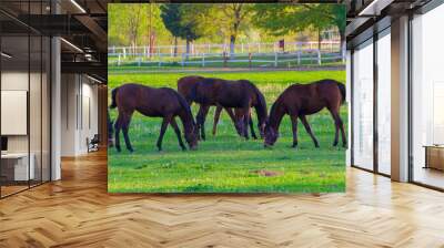 Horse and herd of horses Wall mural