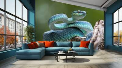 Blue pit viper from indonesia Wall mural