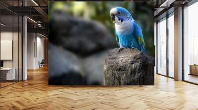 A blue and white parrot perches on a rock, its head turned to the side, looking alert and curious. The background is blurred, creating a soft and inviting ambiance. Wall mural