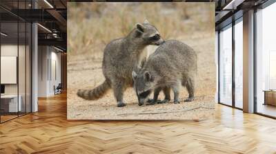 2 Racoons playing on an empty lot Wall mural