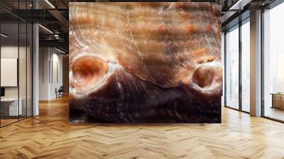 Natural shell haliotis mother of pearl Wall mural