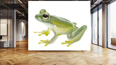 glass frog isolated on white background Wall mural