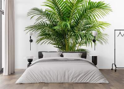 palm tree isolated on white, Areca Palm isolated on white background Wall mural