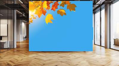 autumnal thanksgiving background, sun, yellow maple tree branch with orange golden leaves in fall an Wall mural