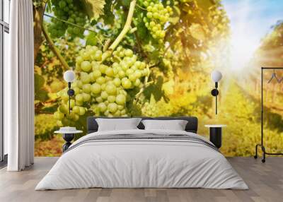 Close up on green grapes in a vineyard with sunshine Wall mural