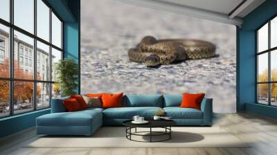 Small grass snake from head Natrix natrix Wall mural