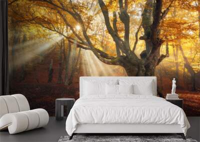 autumn forest in fog with sun rays. magical old tree at sunrise. colorful landscape with foggy fores Wall mural