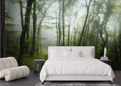 trail through a mysterious dark forest in spring Wall mural