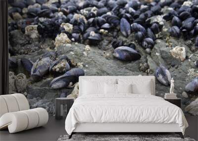 Mussels Wall mural