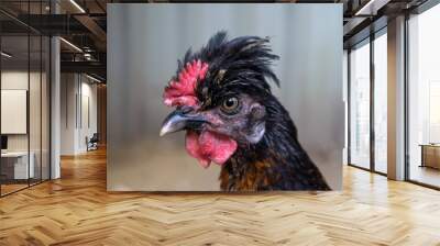 cemani exotic chicken and pheasant in a cage in the zoo area Wall mural