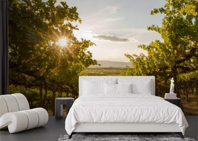 A Close up view of a Vineyard on a hill at sunset - Washington state Wall mural