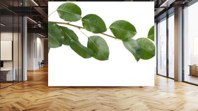 Branch with green leaves. Wall mural