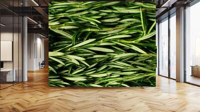 Macro fresh rosemary green organic background Wall mural