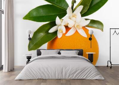 Orange-tree branch with one orange Wall mural