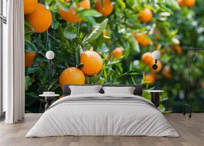 orange trees with ripe fruits Wall mural