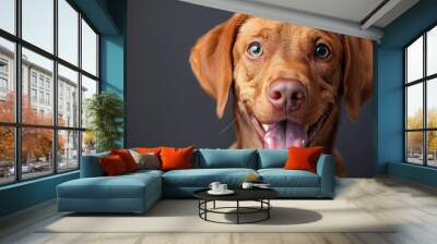 Cute playful doggy or pet is playing and looking happy isolated on transparent background. Brown weimaraner young dog is posing. Wall mural