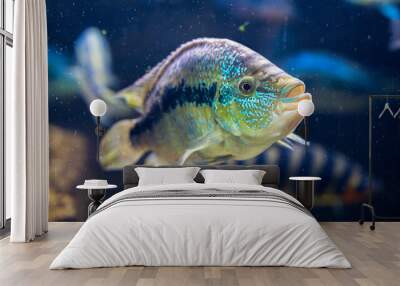 Detail of silver Firemouth cichlid fish. Wall mural