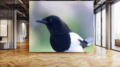 European Magpie Pica pica in various poses Wall mural