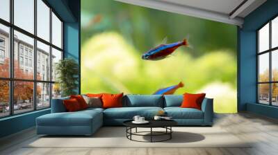 Freshwater cardinal Tetra Paracheirodon cardinalis in close view Wall mural