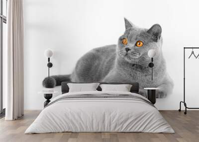 Gray british cat on white background Wall mural