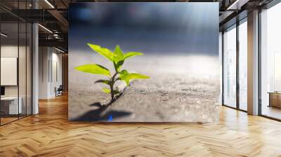 green sprout among concrete grew and stretches to the sun Wall mural