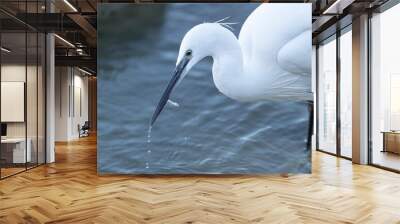 Little Egret Egretta garzetta in close view Wall mural