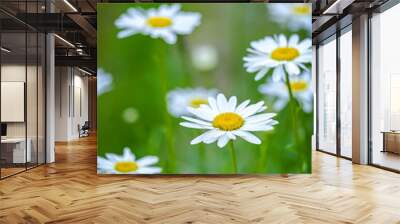 Green field full of chamomile 2 Wall mural