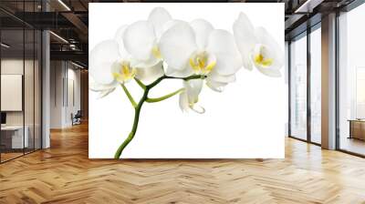 Orchid isolated. Twig white orchid on a transparent background. Wall mural