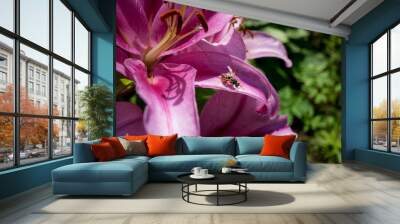 pink lily Wall mural