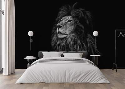 Portrait of a beautiful lion and copy space. Lion in dark Wall mural