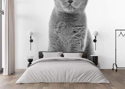 Purebred British gray cat sitting on a white background Wall mural