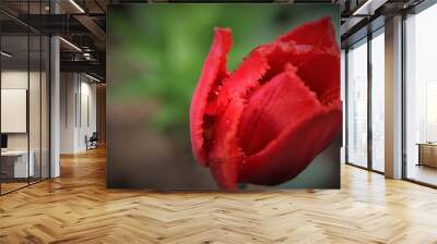 red tulip after rain Wall mural