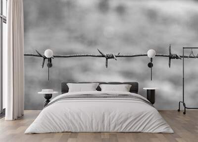 Barbed wire close up. Freedom and lack of freedom is a concept. Wall mural