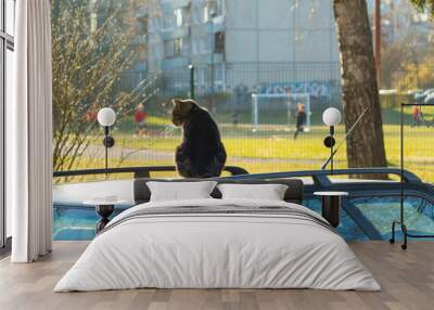 the cat sits on the roof of the car and watches the children play football Wall mural