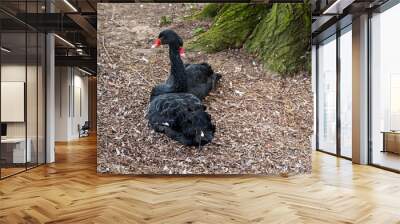 Two black swans are lying on the ground near. Wall mural