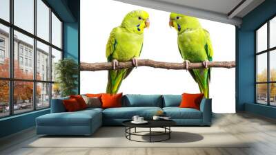 Two green parakeets on a branch isolated on white background Wall mural