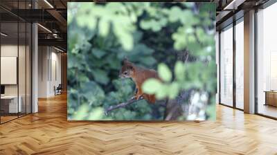 squirrel on a branch Wall mural