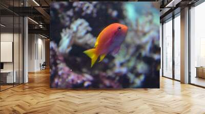 Tropical fish in aquarium Wall mural