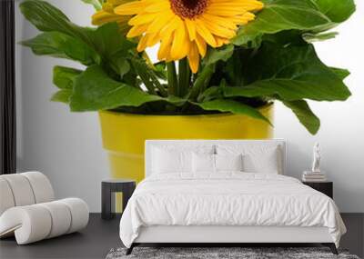 Yellow Gerbera Daisy in a yellow plant pot on white  background.  Wall mural