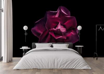 Dark red rose on the black background Wall mural