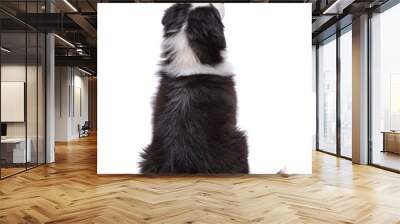 Beautiful happy Australian shepherd puppy dog sitting and looking upward, isolated on white background - back view Wall mural