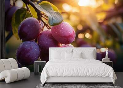 Beautiful ripe purple plum with water or dew drops on tree branch at sunset Wall mural