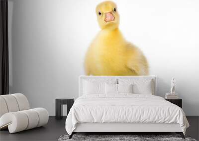 Cute little newborn yellow fluffy gosling. One young goose isolated on a white background. Nice bird. Wall mural