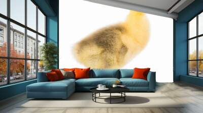 Cute little newborn yellow fluffy gosling. One young goose isolated on a white background. Nice bird. Wall mural